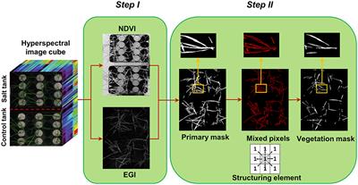 A Novel Approach to Assess Salt Stress Tolerance in Wheat Using Hyperspectral Imaging